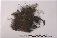 藏品(東亞指葉蘚)的圖片